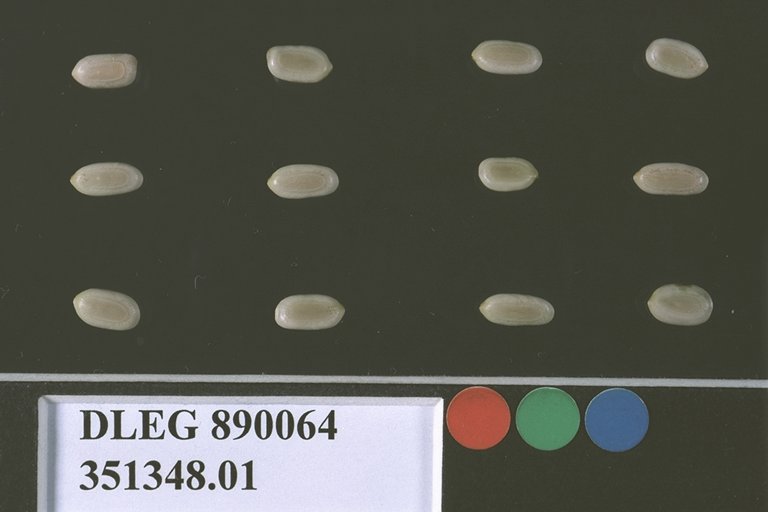 SEED