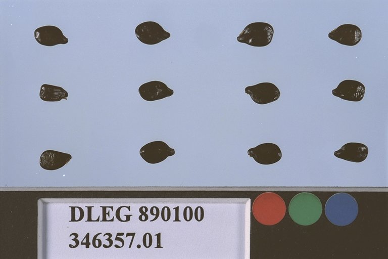 Click for 1 image(s) for this accession. SEED