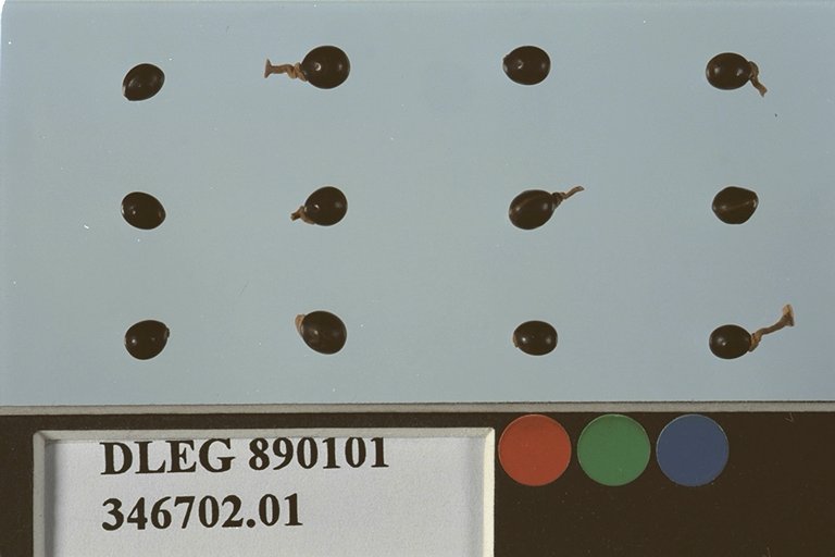 Click for 2 image(s) for this accession. SEED