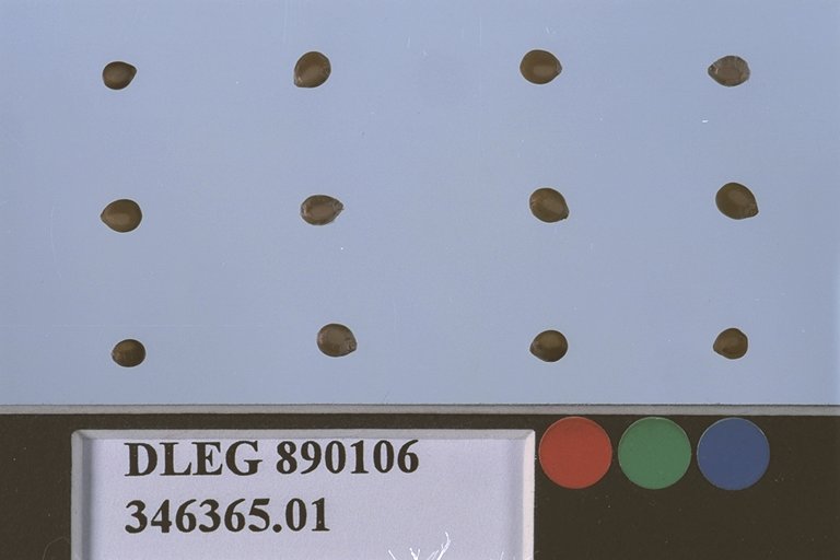 Click for 1 image(s) for this accession. SEED