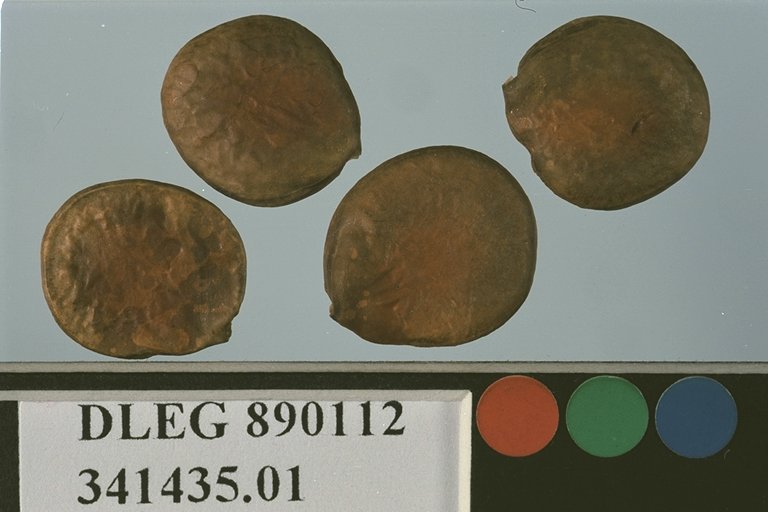 SEED