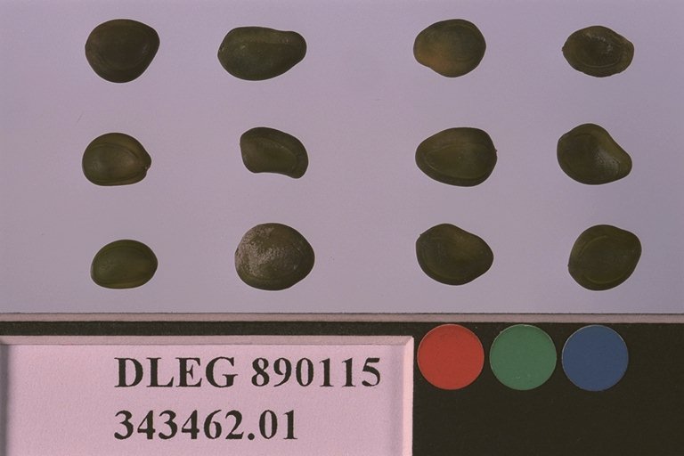SEED