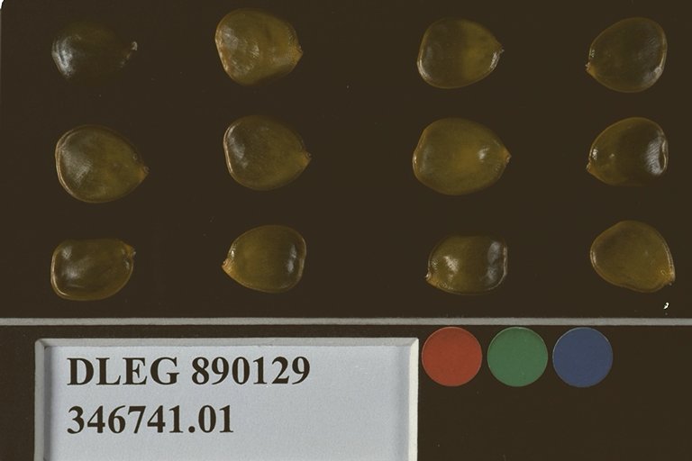 Click for 1 image(s) for this accession. SEED