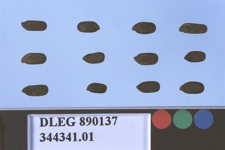 SEED