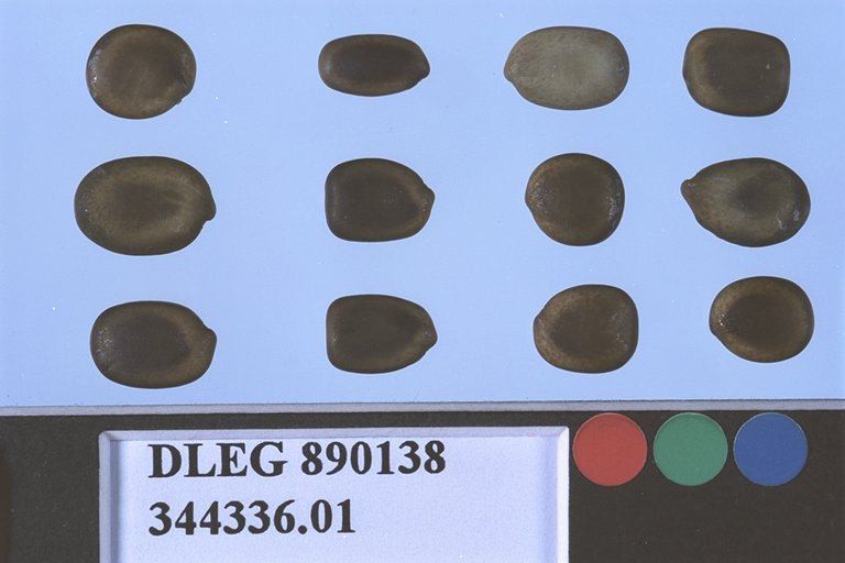 Click for 1 image(s) for this accession. SEED