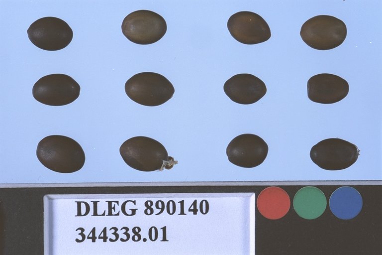 Click for 1 image(s) for this accession. SEED