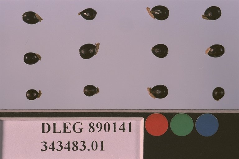 Click for 1 image(s) for this accession. SEED