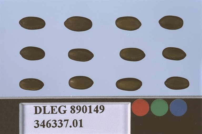 SEED