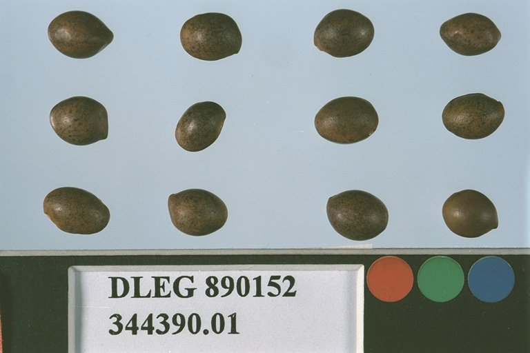 SEED