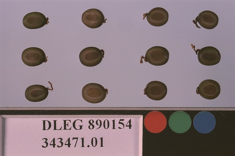 SEED