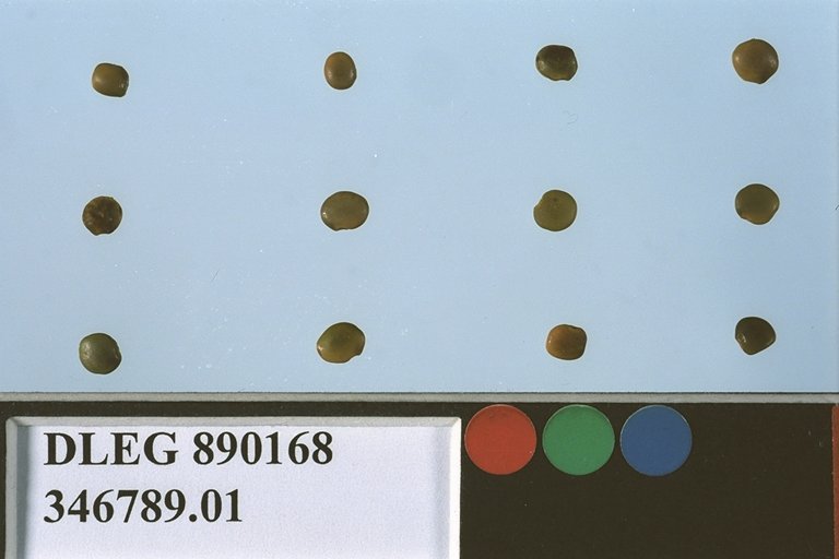 SEED