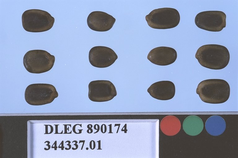 Click for 1 image(s) for this accession. SEED