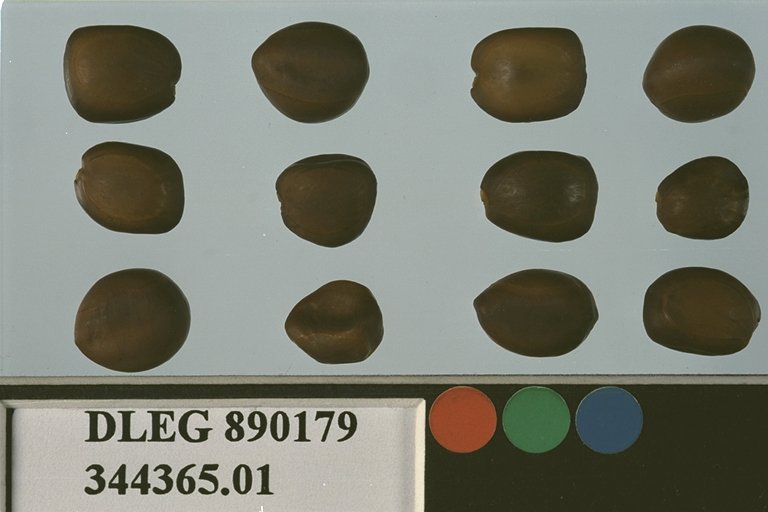 SEED