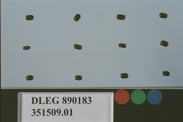 Click for 2 image(s) for this accession. SEED