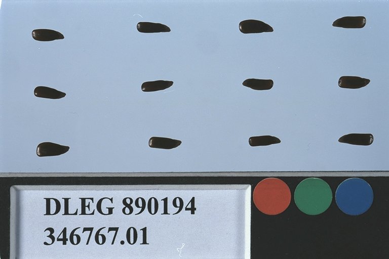 SEED