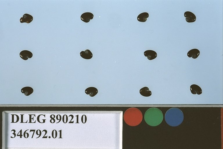 SEED
