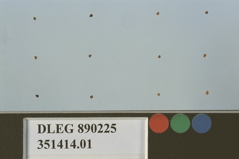 SEED