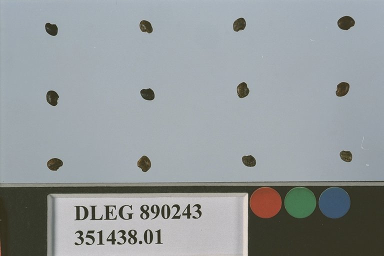Click for 1 image(s) for this accession. SEED