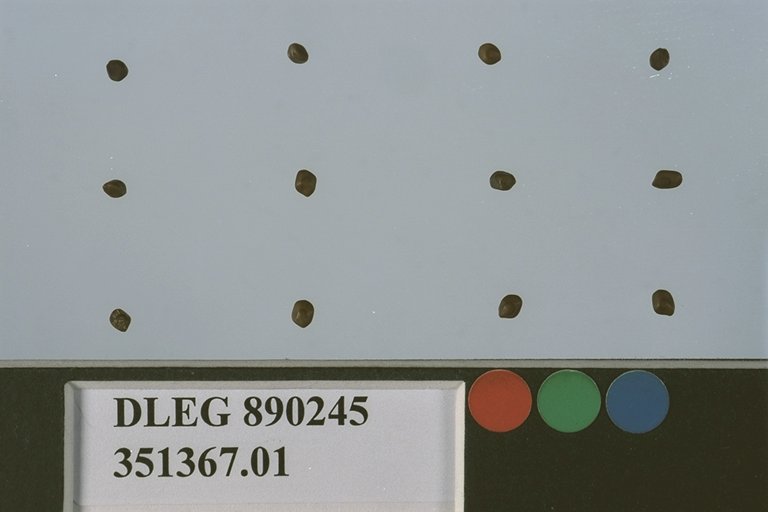 Click for 1 image(s) for this accession. SEED
