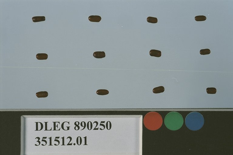 Click for 1 image(s) for this accession. SEED