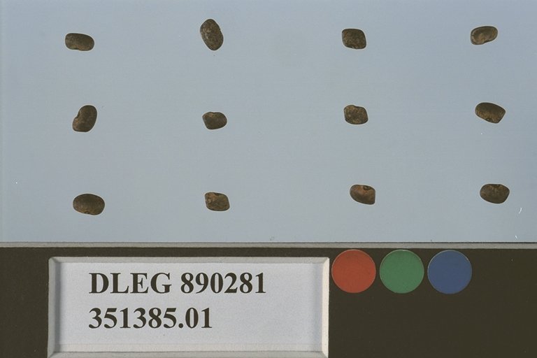 Click for 1 image(s) for this accession. SEED