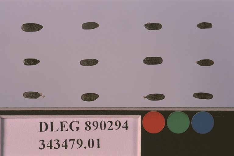 SEED