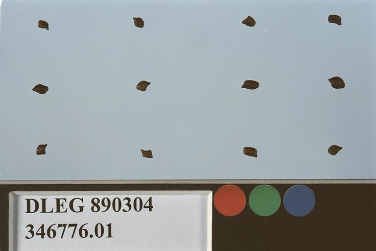 SEED