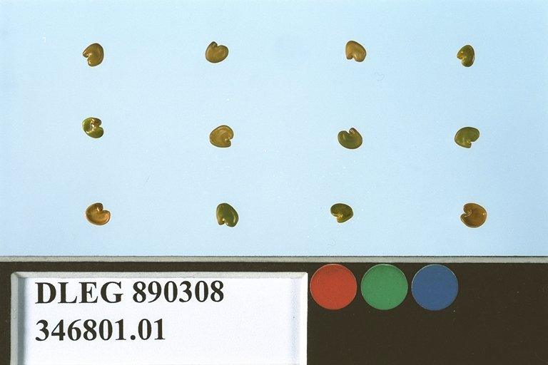SEED