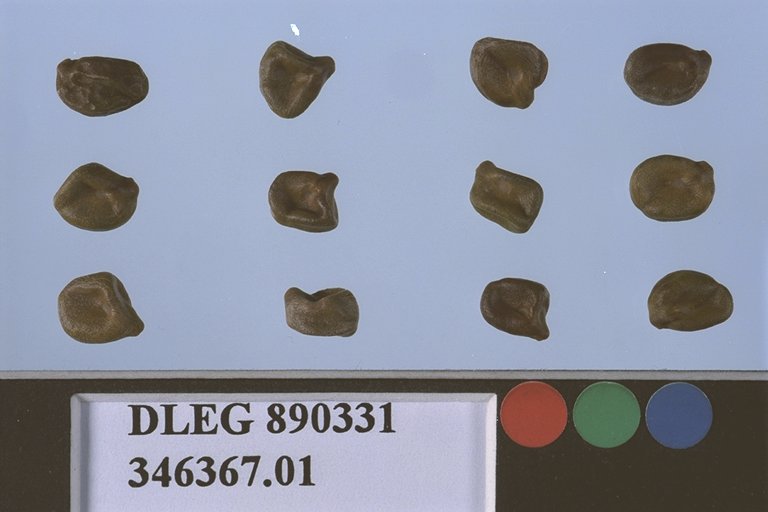 Click for 1 image(s) for this accession. SEED