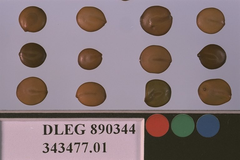 SEED
