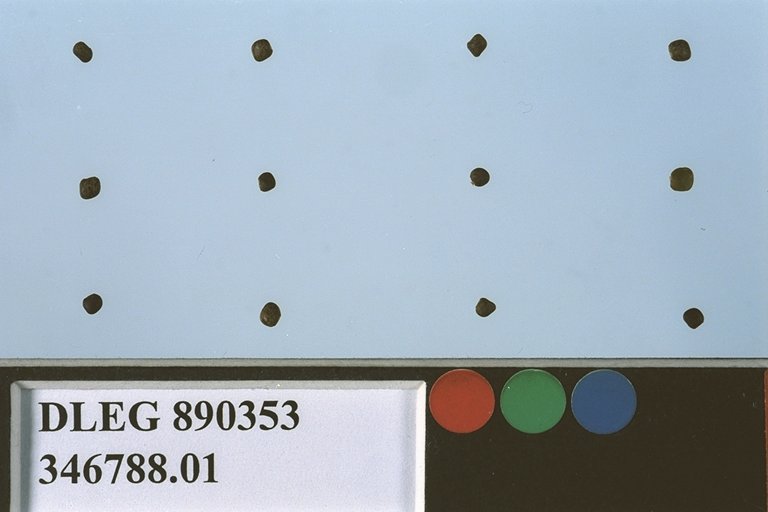 Click for 2 image(s) for this accession. SEED