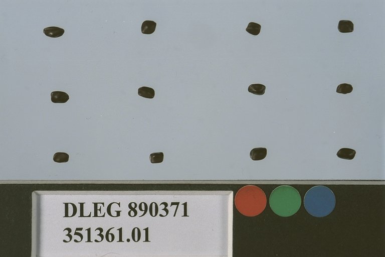 Click for 1 image(s) for this accession. SEED