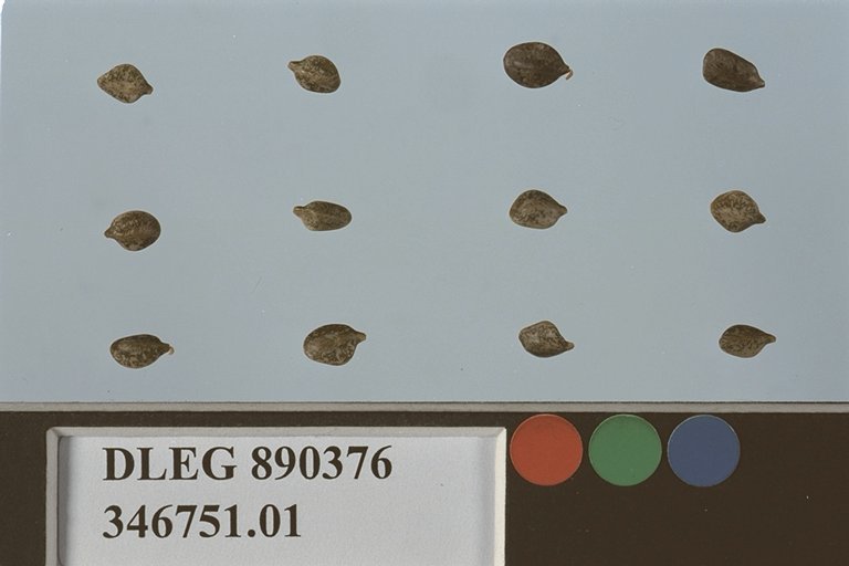 Click for 1 image(s) for this accession. SEED