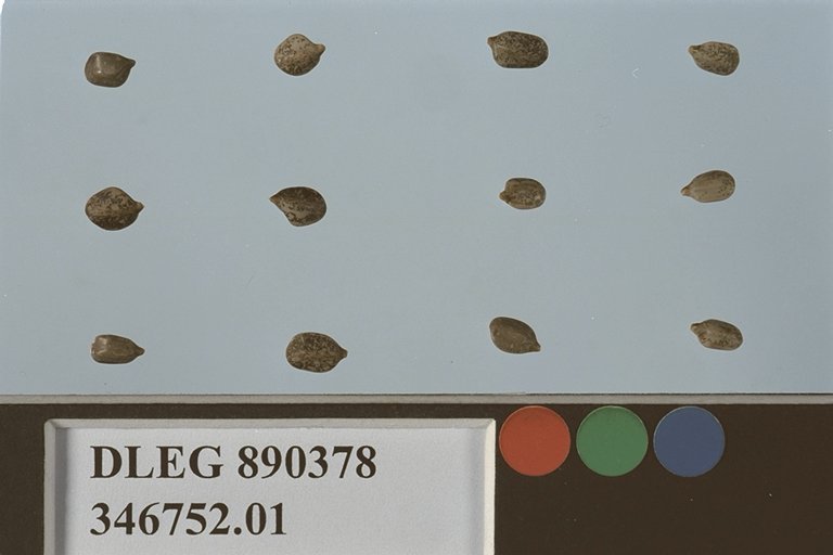 Click for 1 image(s) for this accession. SEED