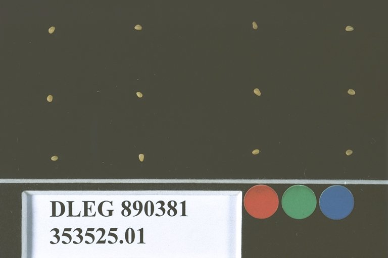 SEED