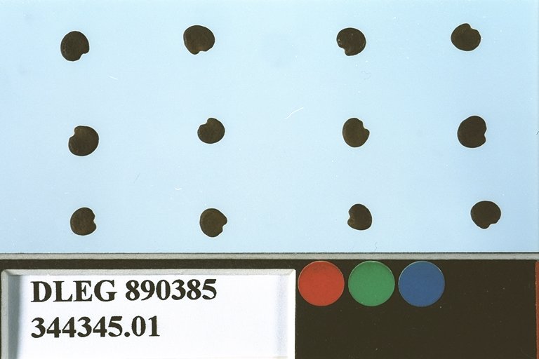 Click for 2 image(s) for this accession. SEED