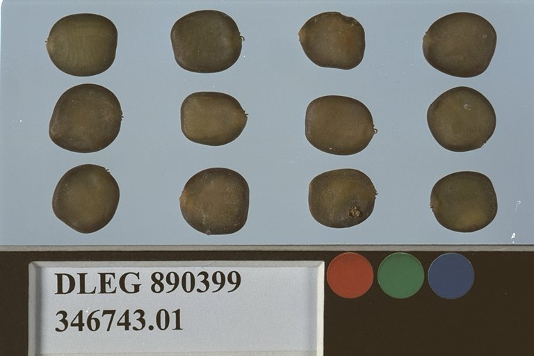 SEED