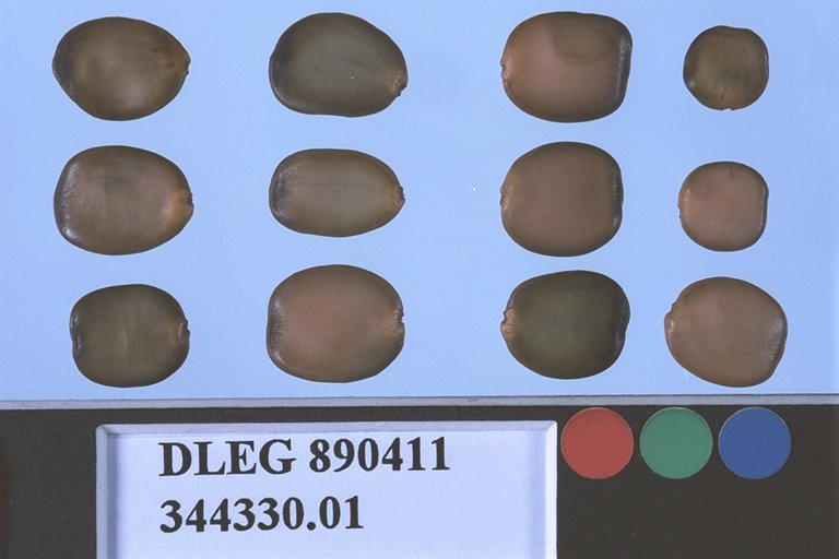 SEED