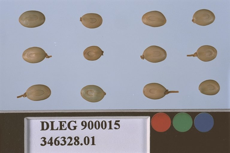 SEED