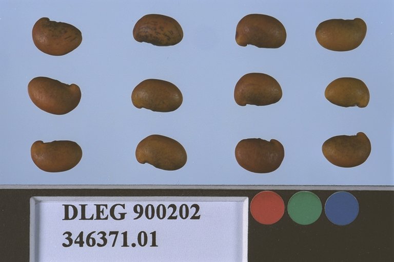 Click for 1 image(s) for this accession. SEED
