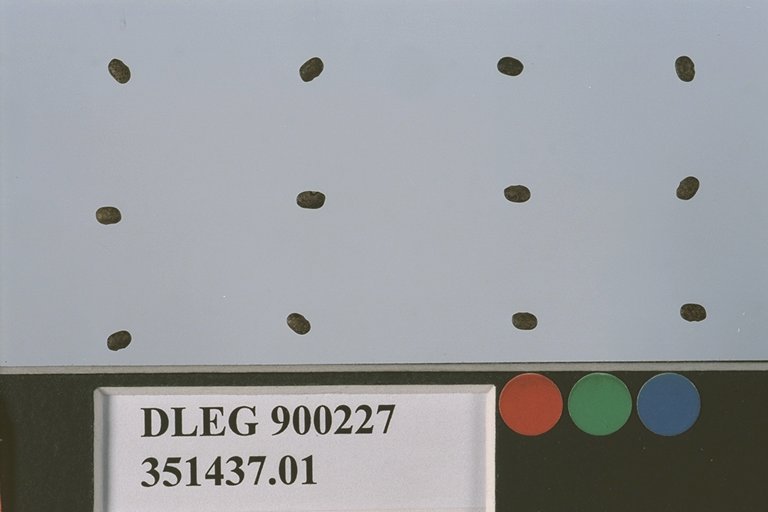 Click for 2 image(s) for this accession. SEED