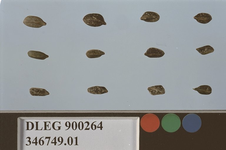 Click for 1 image(s) for this accession. SEED