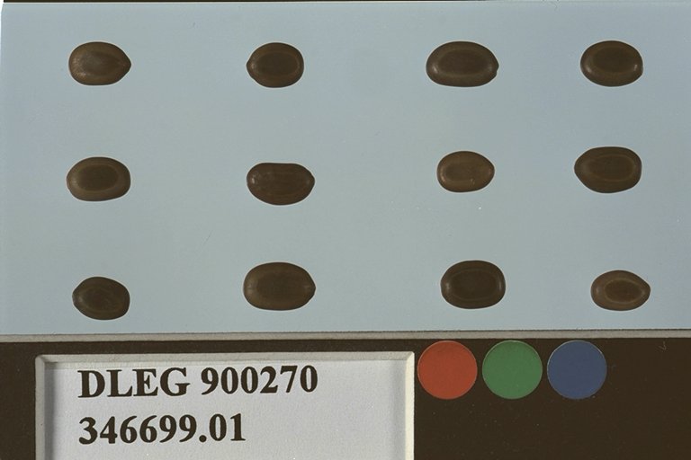 SEED