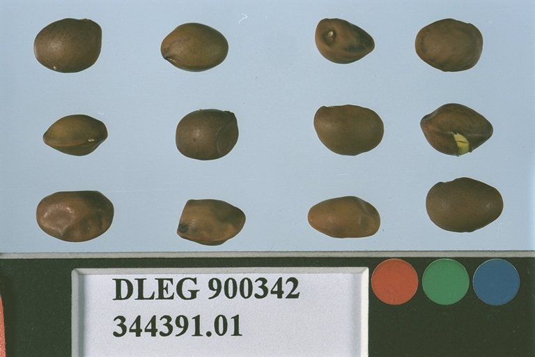 SEED