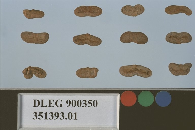 SEED