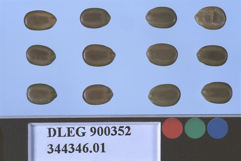 SEED