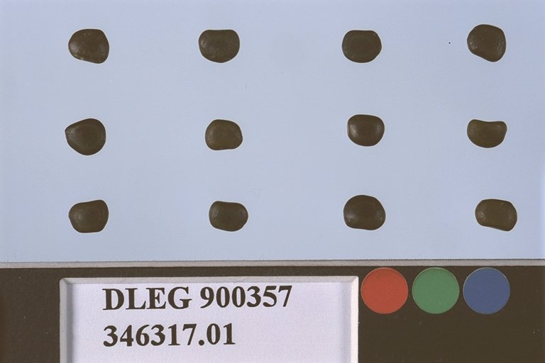 Click for 1 image(s) for this accession. SEED