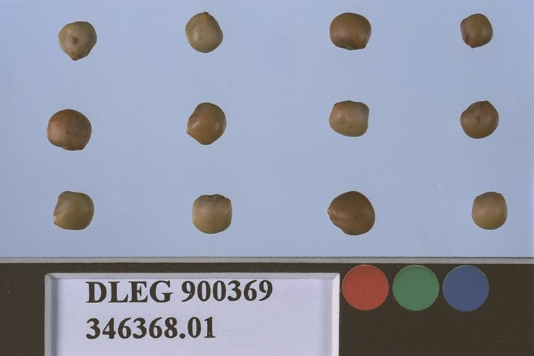 Click for 2 image(s) for this accession. SEED