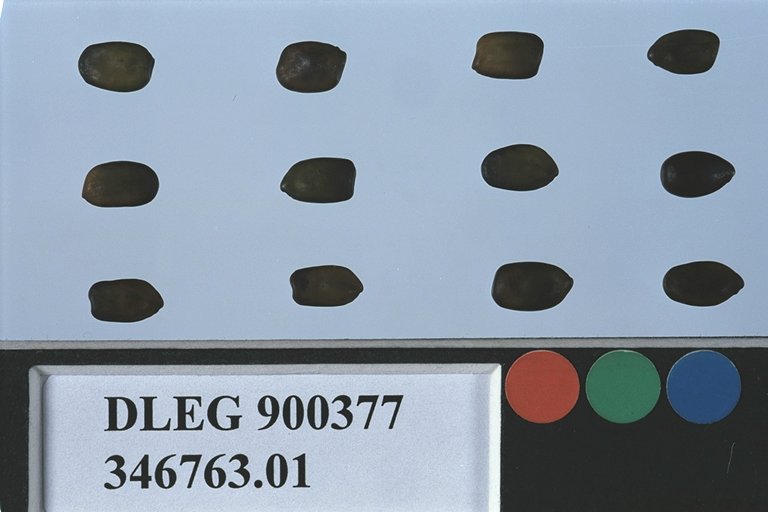 SEED