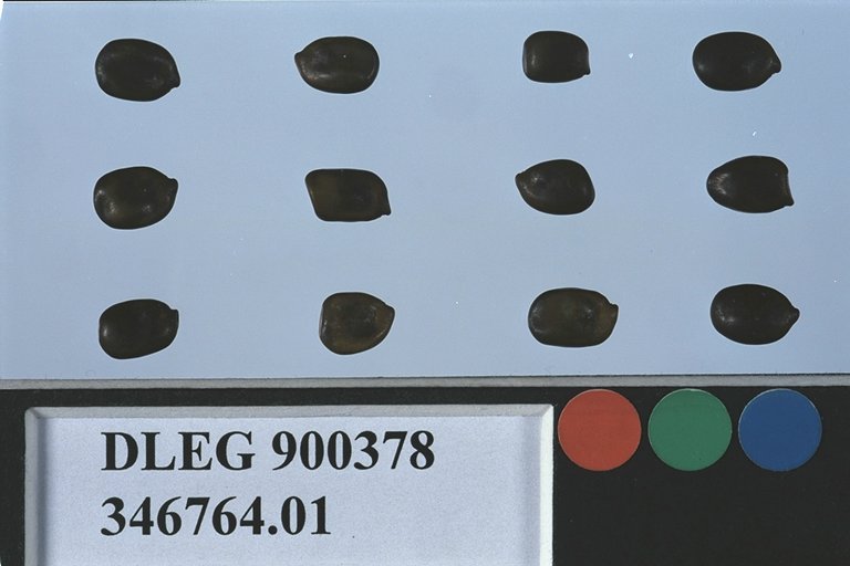 SEED